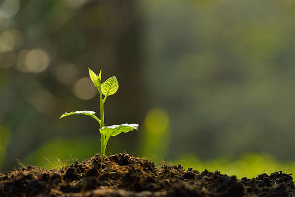 土壤污染狀況修復